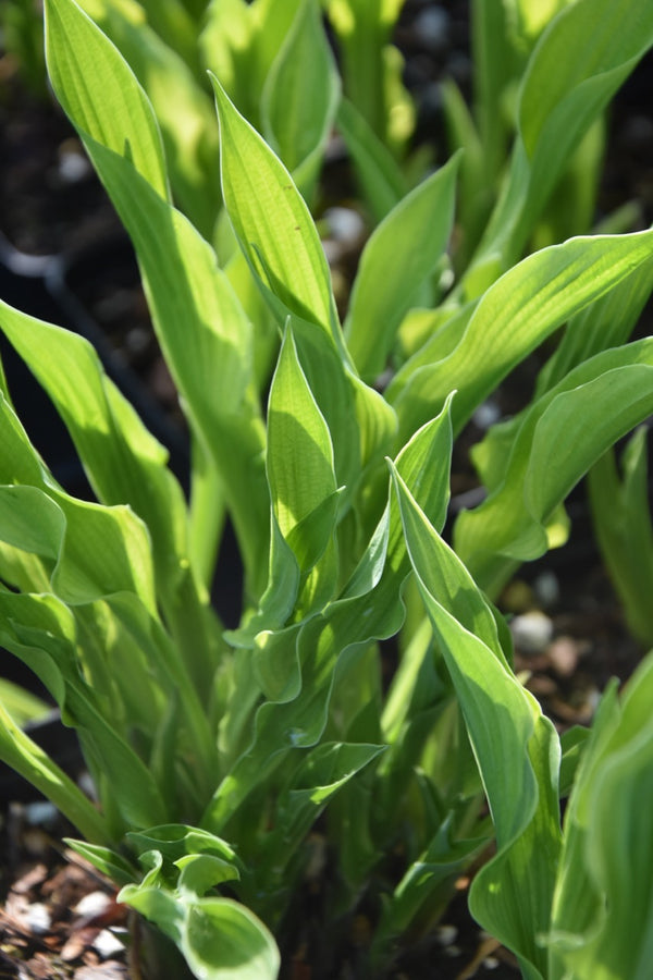 hosta praying plant Hosta 'Praying Hands' (Plantain Lily)