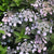 Hydrangea serrata 'Tiny Tuff Stuff'  (Mountain Hydrangea)