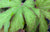 Begonia sp.  ex China (Hardy Begonia)