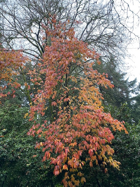 Oxydendrom arboreum (Sourwood)