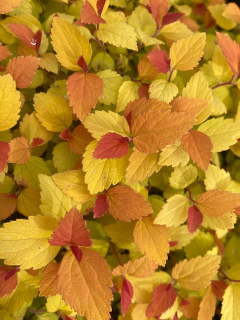Spirea japonica Double Play &#39;Candy Corn&#39; (Japanese Meadowsweet)