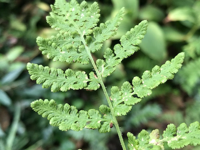 Woodsia obtusa (Blunt-Lobed Cliff Fern)