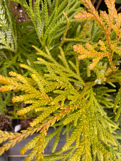 Thujopsis dolobrata 'Aurea' (Golden Hiba Cedar)