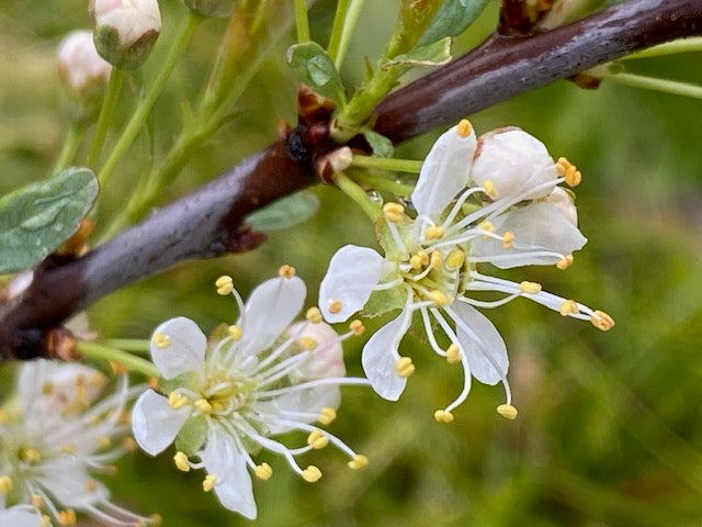Prunus pumila var. besseyi (Rocky Mountain Cherry)