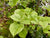 Hydrangea anomala petiolaris 'Early Light' (Gold Climbing Hydrangea)