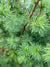 Larix occidentalis (Western Larch, Tamarack)