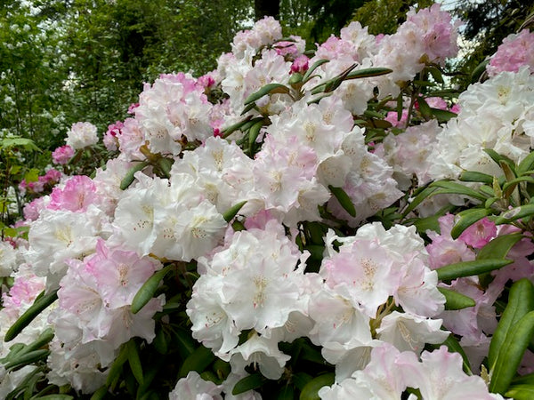 Rhododendron degronianum ssp. yakushimanum 'Ken Janeck' (Species Rhodo