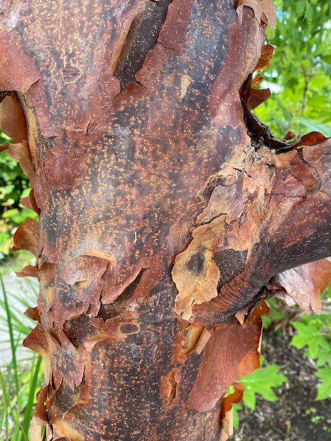 Acer griseum (Paperbark Maple)