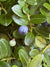 Gaylussacia brachycera 'Berried Treasure' (Box Huckleberry)