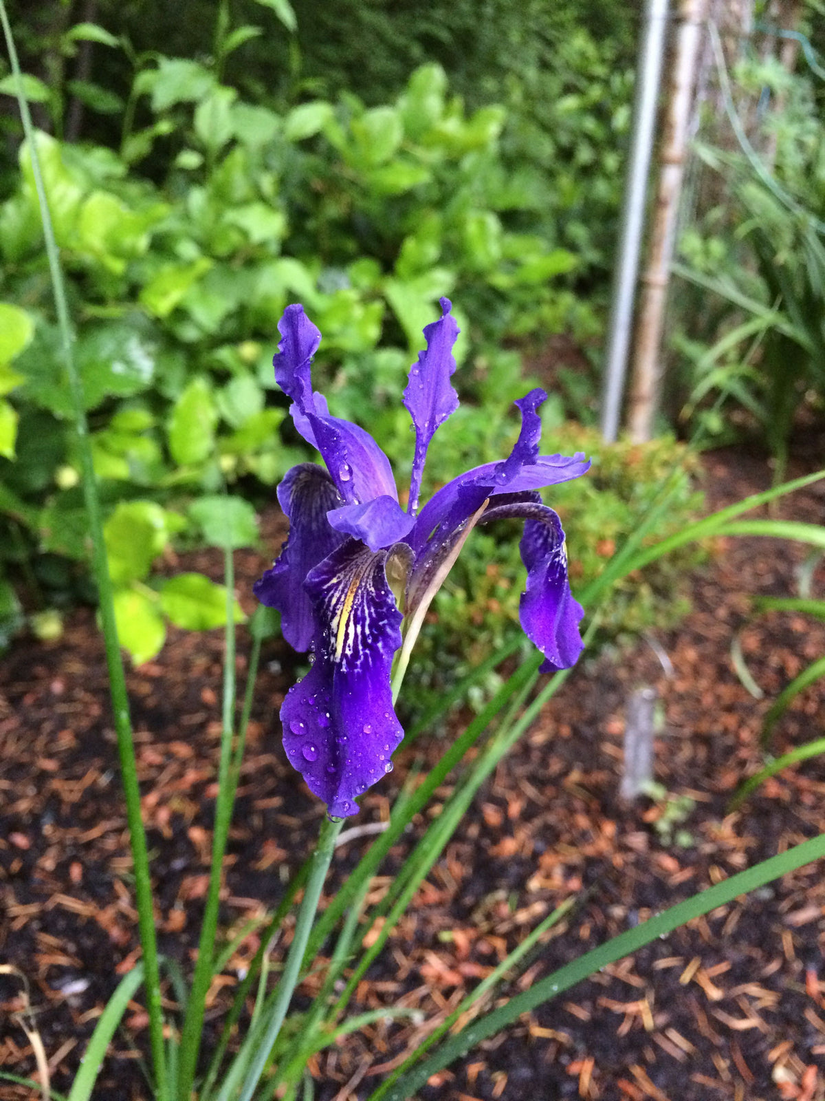 Iris sp. ZHNP 111 (Species Iris)
