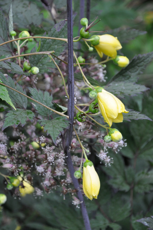 Kirengeshoma palmata (Herbaceous Hydrangea)