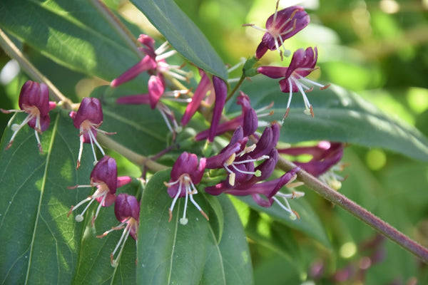 Lonicera henryi (Henry's Chocolate Honeysuckle) - Keeping It Green Nursery