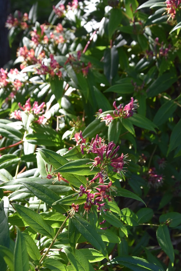Lonicera henryi (Henry's Chocolate Honeysuckle) - Keeping It Green Nursery