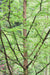 Metasequoia glyptostroboides  (Dawn Redwood)