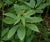 Paris polyphylla 'Heronswood Form' x paris sp. (6’ tall) (Whorled Honey Flower)