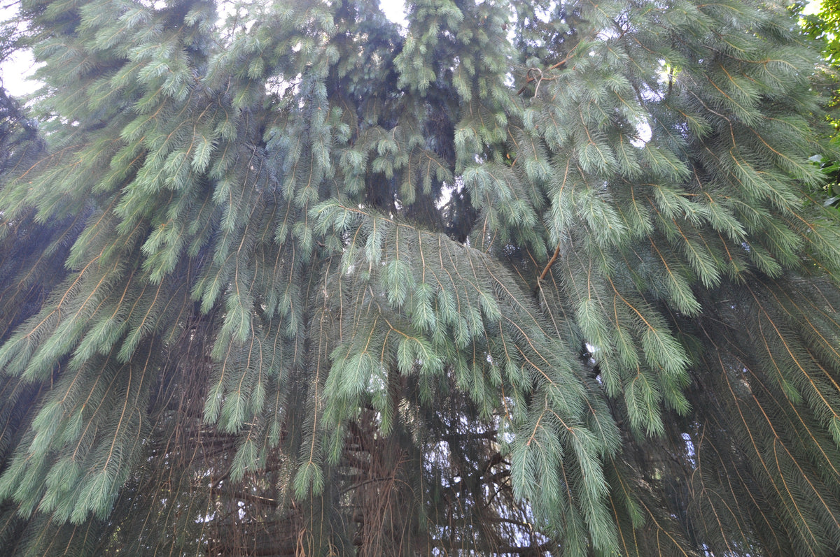 Picea smithiana (West Himalayan Spruce, Morinda Spruce)