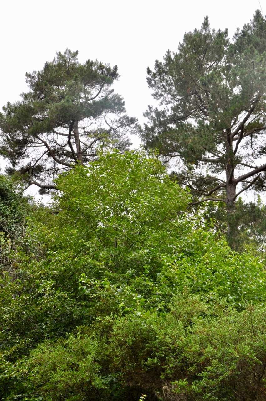 Pinus radiata AH1151 (Monterey Pine)