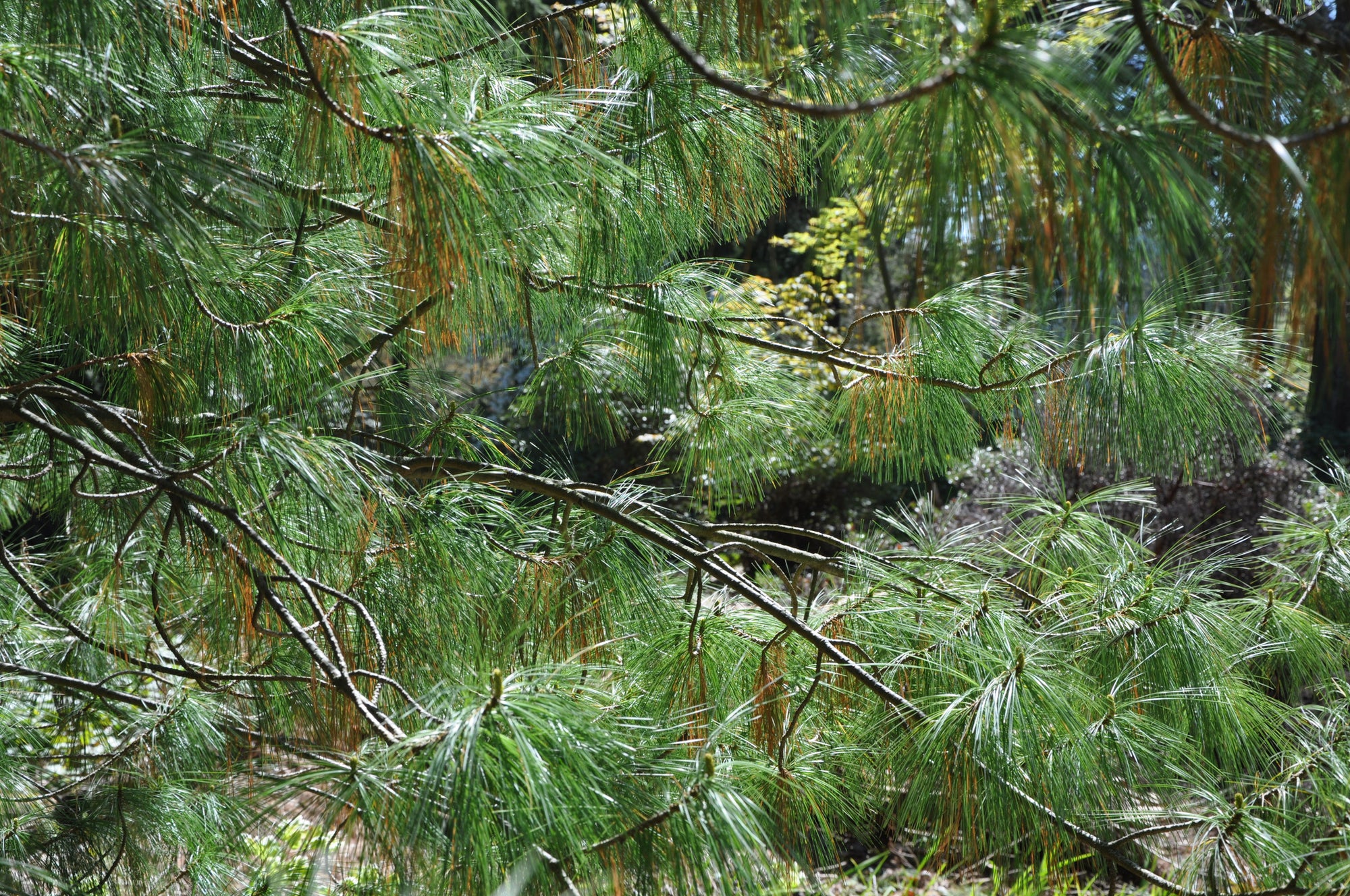 Pinus wallichiana (Himalayan White Pine) Keeping It Green Nursery