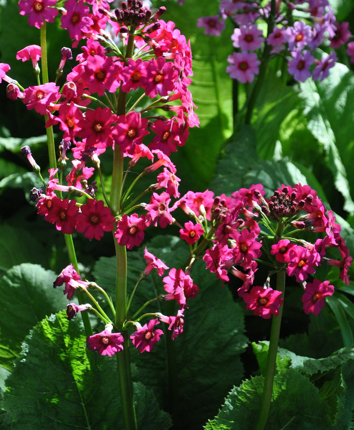 Primula japonica &#39;Miller&#39;s Crimson&#39;  (Candelabra Primula)