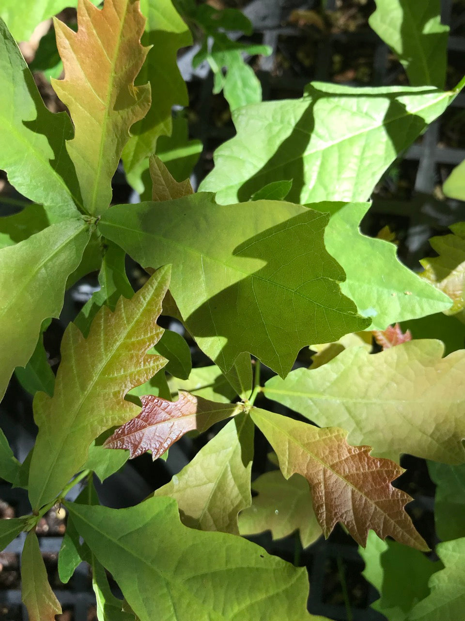 Quercus robur  (English Oak)