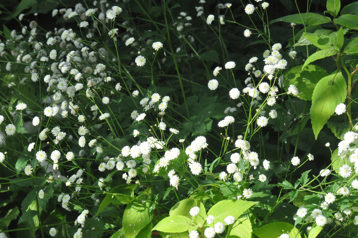 Ranunculus aconitifolius &#39;Flore Pleno&#39; (Fair Maids Of France)