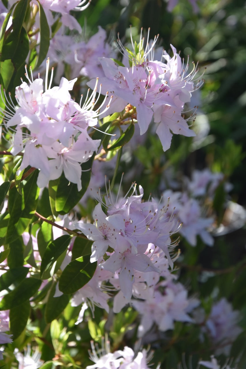 Rhododendron yunnanense (Yunnan Rhododendron)