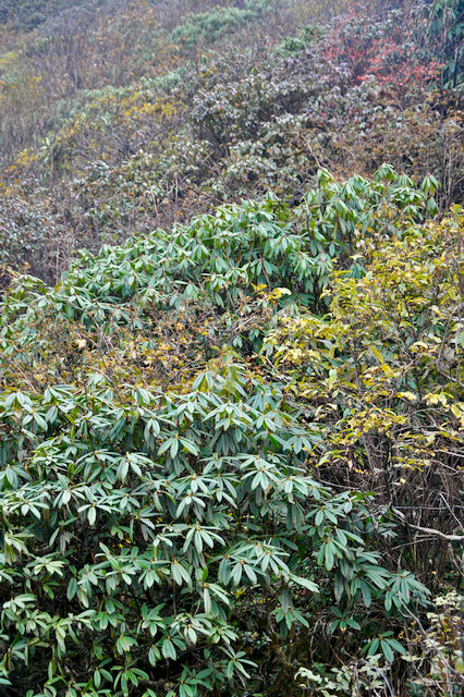 Rhododendron pachytrichum ZHN15-072 (Species Rhododednron)