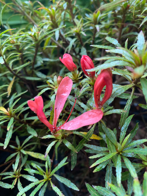 Rhododendron yakuinsulare (Evergreen Species Azalea)