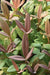 Rhododendron grande ZHN17-025  (Species Rhododendron)