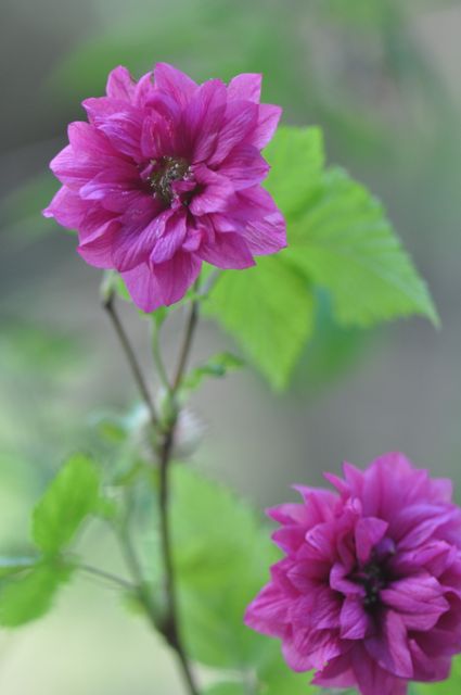 Rubus spectabalis &#39;Olympic Double&#39; (Double Flowering Salmonberry)