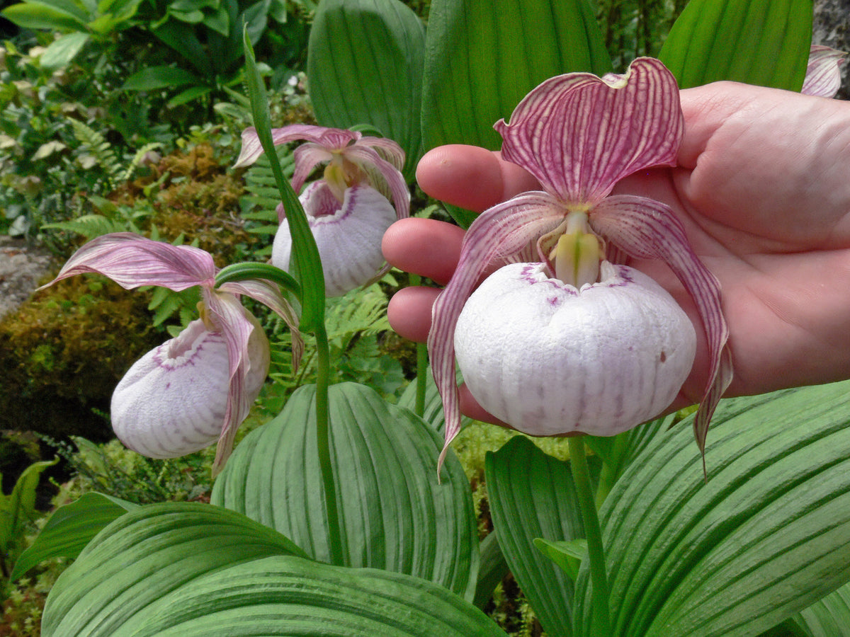 Cypripedium &#39;Sabine&#39;  (Hardy Orchid)