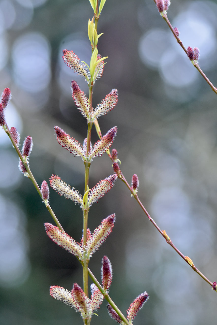 Salix gilgiana (Winter Willow)