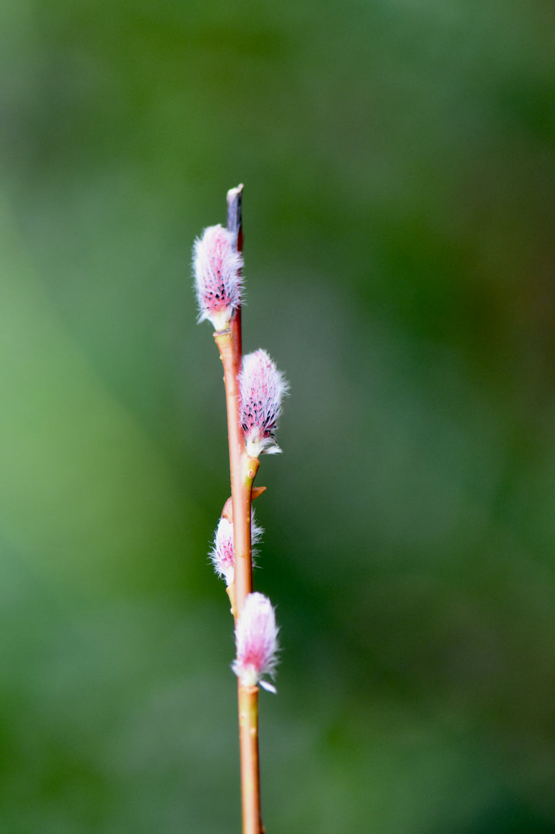 Salix gilgiana (Winter Willow)