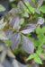Sambucus nigra 'Gerda' Black Beauty PP#12305 (Purple Leaf Elderberry)