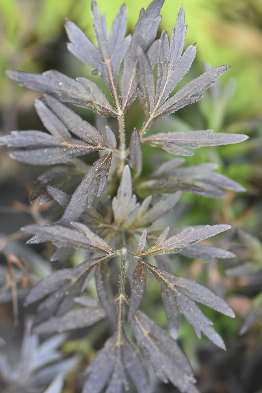 Sambucus nigra &#39;Eva&#39; Black Lace PP#15575 CBR#2633 (Purple Cut-Leaf Elderberry)