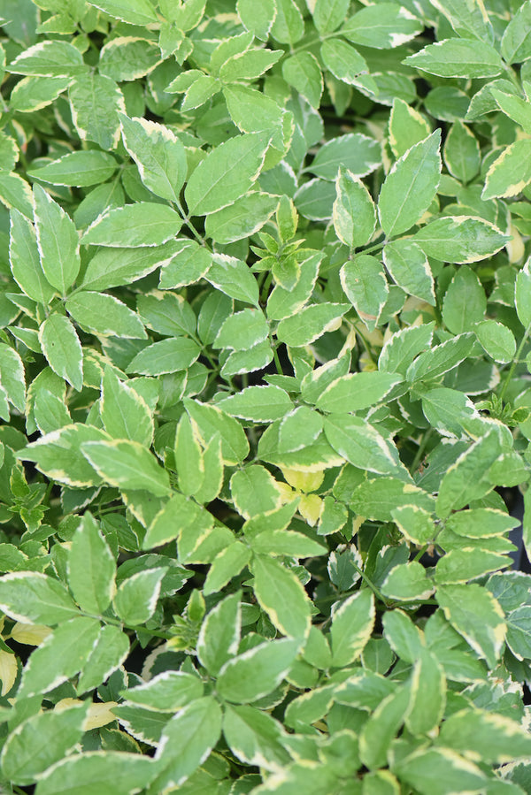 Sambucus nigra 'Instant Karma' PPAF CBRAF (Variegated Elderberry)