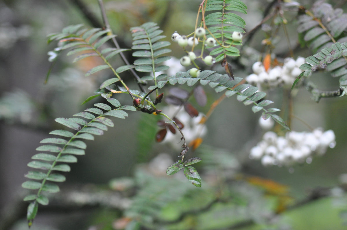 Sorbus prattii (Chinese Rowan)