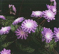 Hepatica nobilis var. japonica &#39;Subaru&#39;  (Liverleaf)