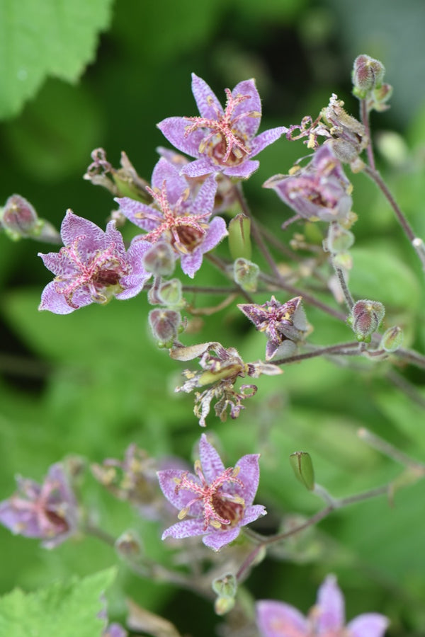 spotted lily flower Tricyrtis 'Spotted Toad' (Toad Lily)
