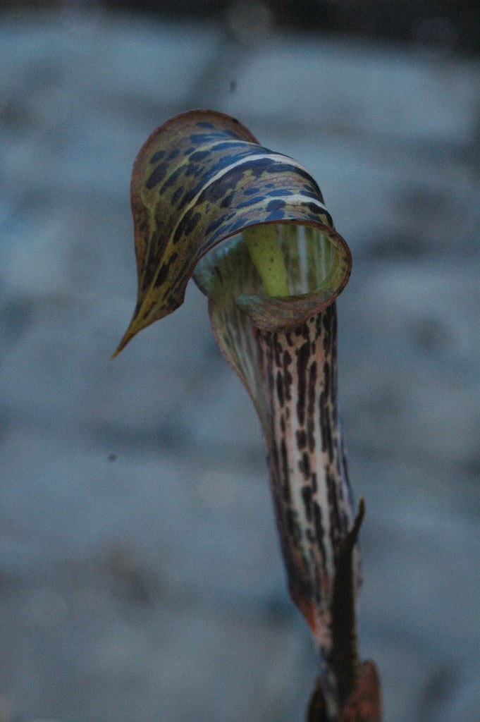 Arisaema nepenthoides (Jack-in-the-Pulpit)