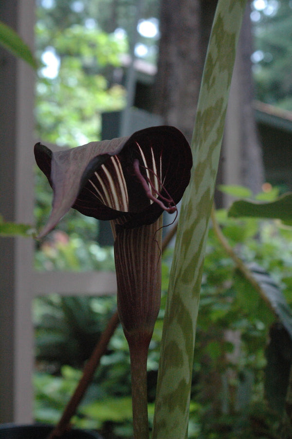 arisaema speciosum snake plant Arisaema speciosum (Jack-in-the-Pulpit)