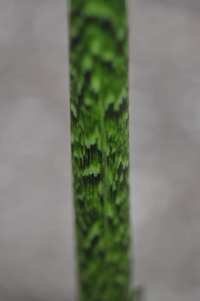Arisaema tortuosum var. helleborifolium (Jack-in-the-Pulpit)