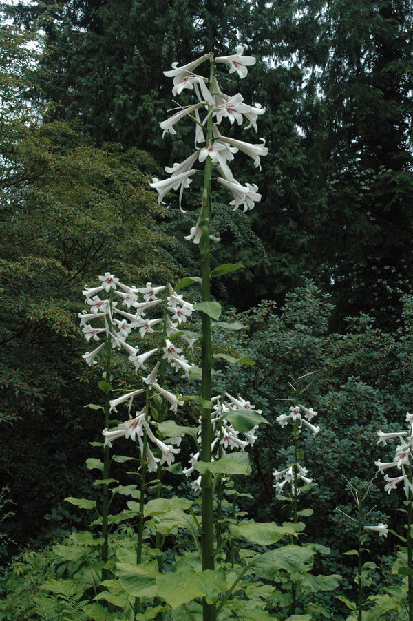 giant tree flower lily Cardiocrinum giganteum (Giant Himalayan Lily aka. Queen of the Garden)