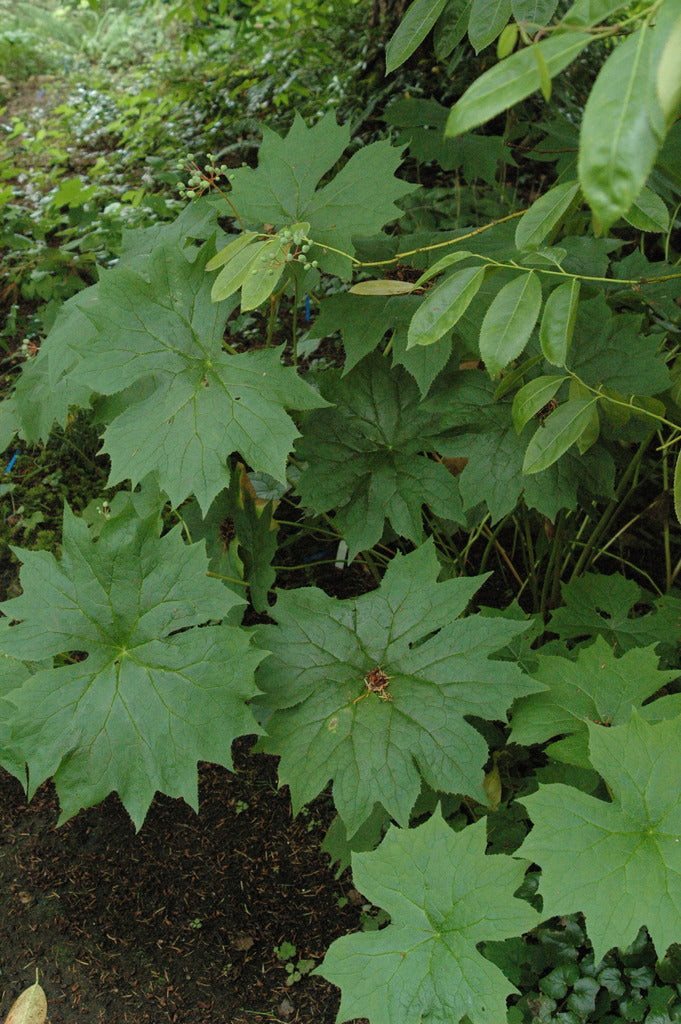 Diphylleia cymosa (Umbrella Leaf)