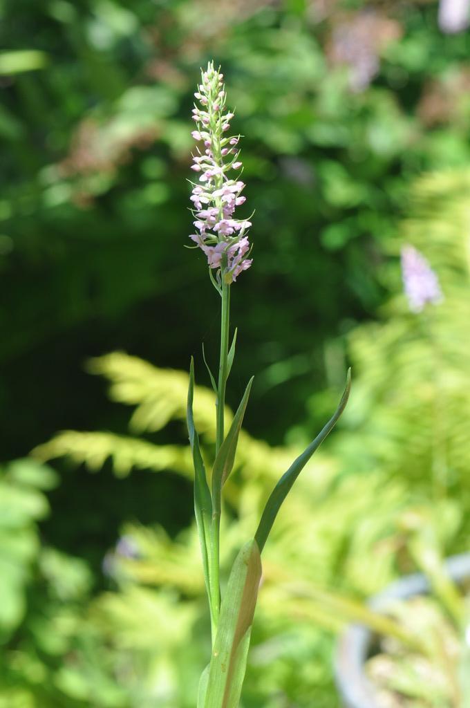 Gymnadenia conopsea  (Fragrant Orchid)