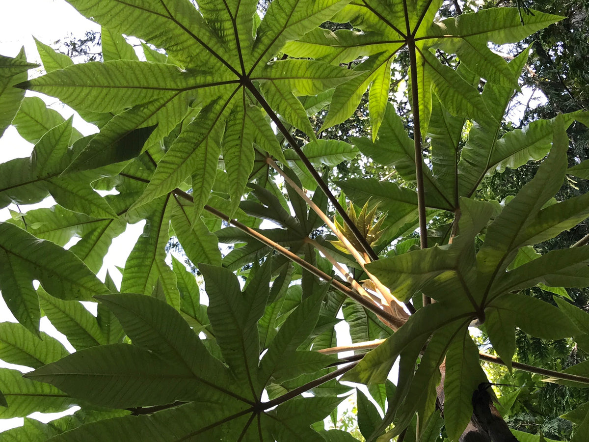 Tetrapanax papyrifer &#39;Steroidal Giant&#39; (Steroidal Giant Rice Paper Plant)
