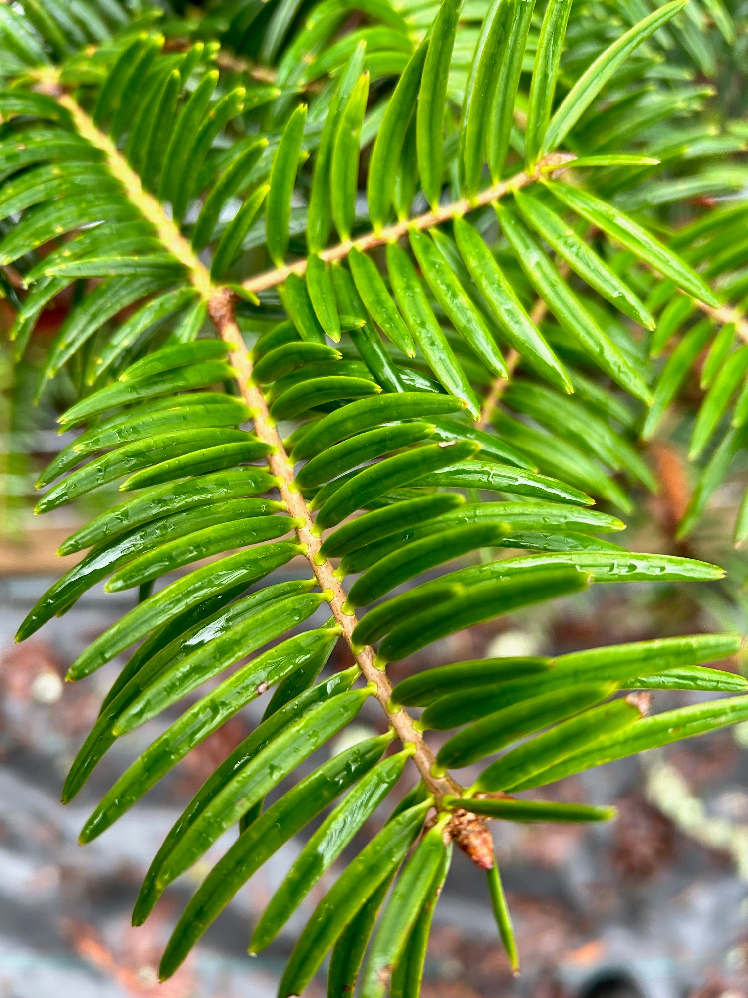 Abies firma (Momi Fir, Japanese Fir)