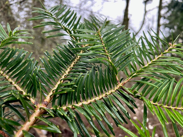 Abies firma (Momi Fir, Japanese Fir)