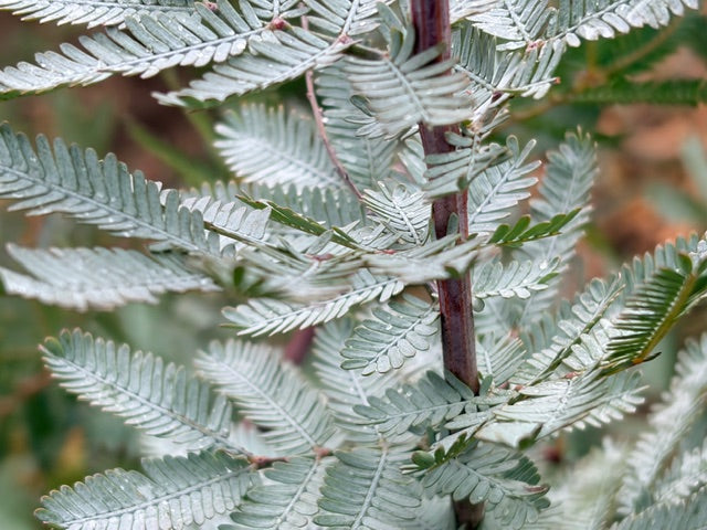 Acacia baileyana 'Purpurea' (Purple Fernleaf Acacia)