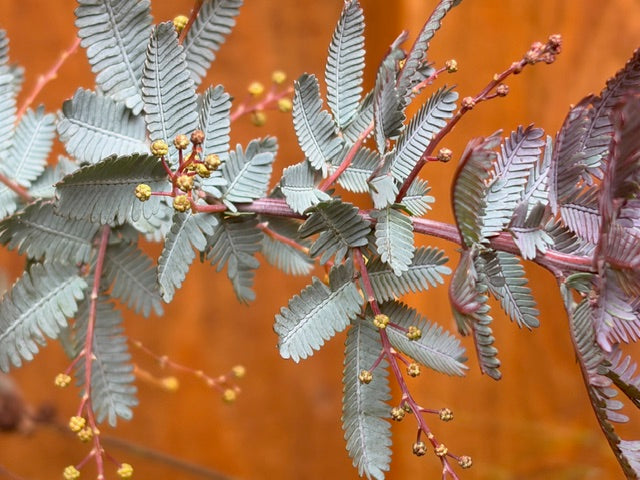Acacia baileyana 'Purpurea' (Purple Fernleaf Acacia)